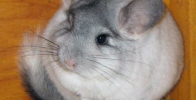 Chinchilla foring