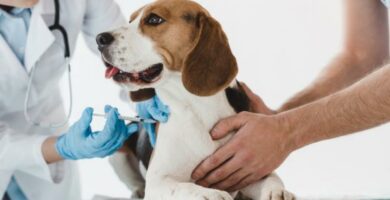 Cimetidin for hunder dosering bruk og bivirkninger