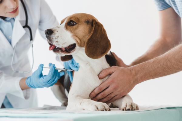 Cimetidin for hunder dosering bruk og bivirkninger