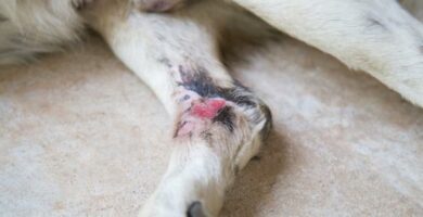 Clindamycin for hunder dosering bruk og bivirkninger