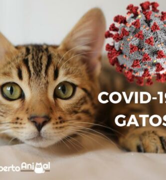 Coronavirus og katter Hva vi vet om COVID 19
