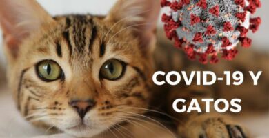 Coronavirus og katter Hva vi vet om COVID 19