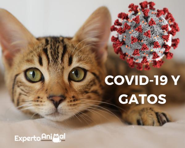 Coronavirus og katter Hva vi vet om COVID 19