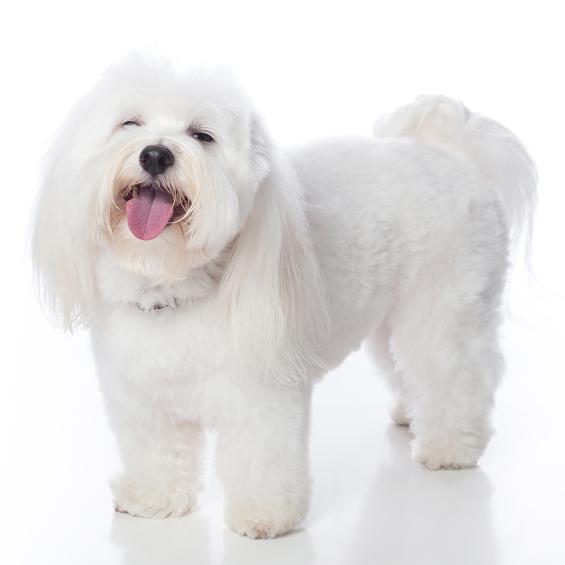 Coton de Tulear