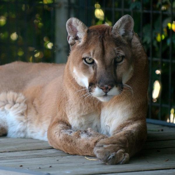 Cougar foring