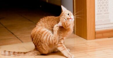 Credelium for Cats pakningsvedlegg og bivirkninger