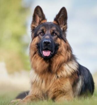 Curiosities of the German Shepherd