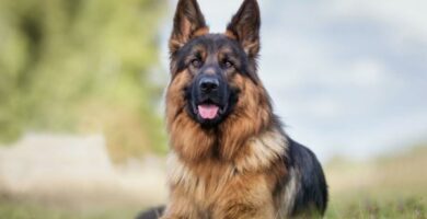 Curiosities of the German Shepherd