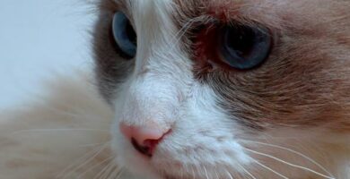 Cyklosporin hos katter Dosering bruk og bivirkninger