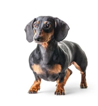 Dachshund eller standard dachshund