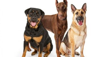 De 10 mest populaere tyske hunderaser