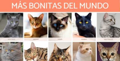 De 10 vakreste kattene i verden
