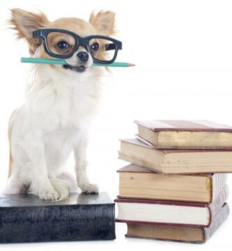 De 5 smarteste hundene i verden