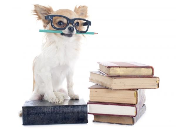 De 5 smarteste hundene i verden
