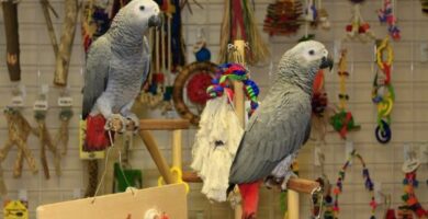 De beste lekene for papegoyer