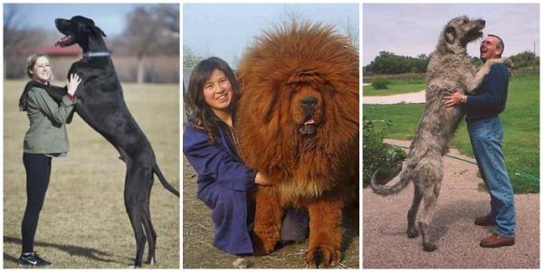 De storste hundene i verden