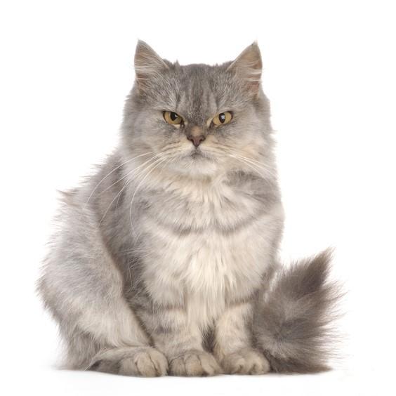 De vanligste sykdommene hos den persiske katten