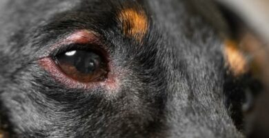 Deksametason hos hunder dosering bruk og bivirkninger