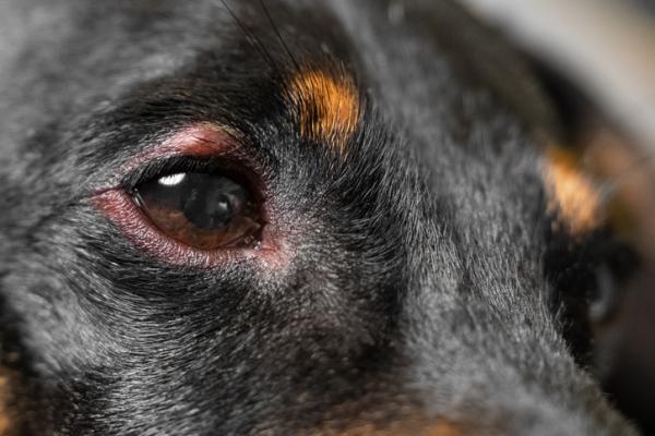Deksametason hos hunder dosering bruk og bivirkninger