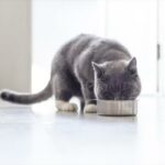 Den beste maten for katter med nyresvikt