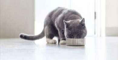 Den beste maten for katter med nyresvikt
