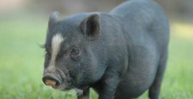 Den vietnamesiske grisen som kjaeledyr