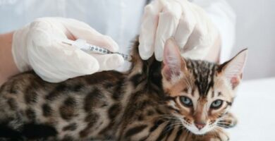 Diazepam for katter dosering og bruk