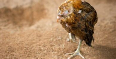 Distemper hos fugler Avian Infectious Coryza Symptomer og behandling