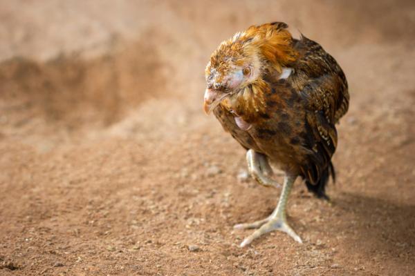 Distemper hos fugler Avian Infectious Coryza Symptomer og behandling