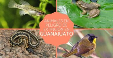 Dyr i fare for utryddelse i Guanajuato