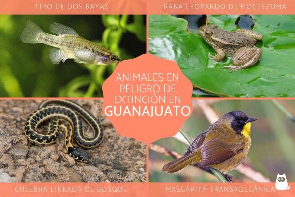 Dyr i fare for utryddelse i Guanajuato
