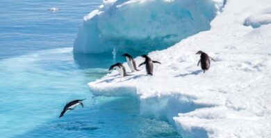 Dyr pa Antarktis og deres egenskaper