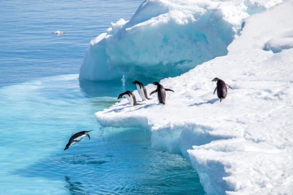 Dyr pa Antarktis og deres egenskaper