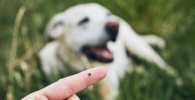 Eksterne parasitter hos hunder Typer og kontroll