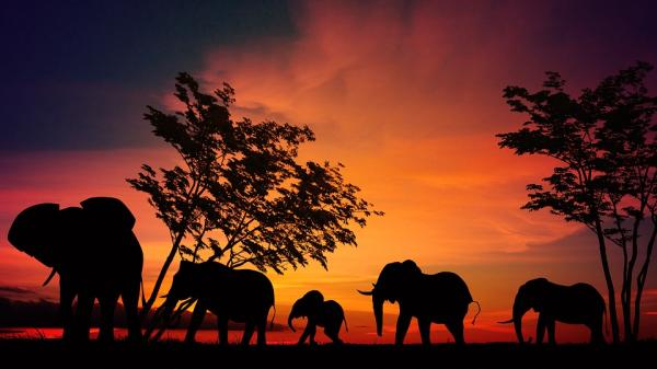 Elefanter i fare for a bli utryddet