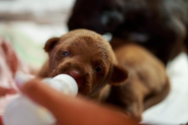 Emergency Puppy Formula Hjemmelaget oppskrift