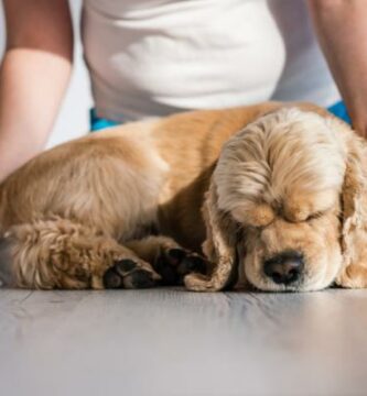 Encefalitt hos hunder symptomer og behandling