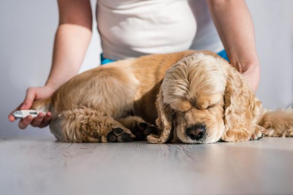 Encefalitt hos hunder symptomer og behandling