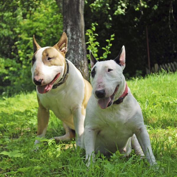 Engelsk bull terrier omsorg