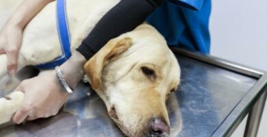Epilepsi hos hunder arsaker symptomer og behandling
