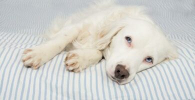 Epileptiske anfall hos hunder arsaker symptomer og behandling