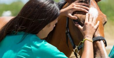 Equine viral arteritt symptomer og behandling