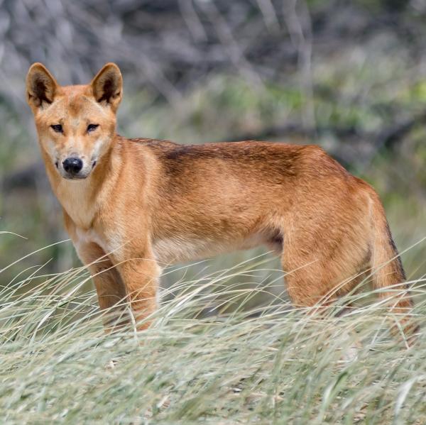 Er det mulig a ha en dingo som kjaeledyr