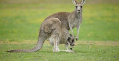Er kenguruen i fare for a bli utryddet