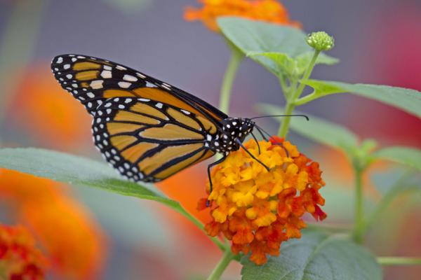 Er monark sommerfuglen i fare for a bli utryddet