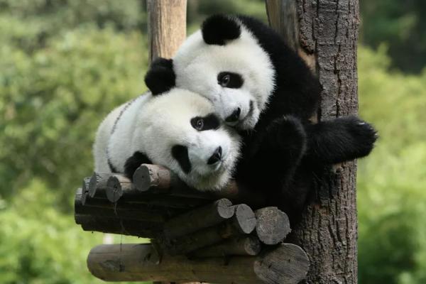Er pandabjornen i fare for a bli utryddet