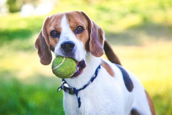Er tennisballer bra for hunder