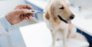 Feber hos hunder arsaker symptomer og behandling