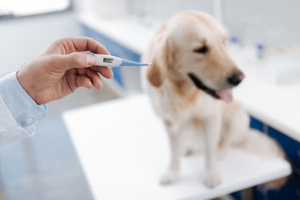 Feber hos hunder arsaker symptomer og behandling