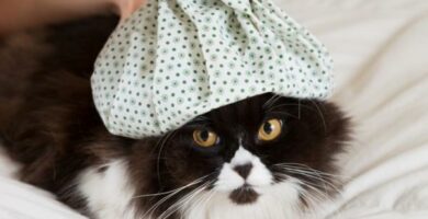 Feber hos katter arsaker symptomer og hvordan du senker